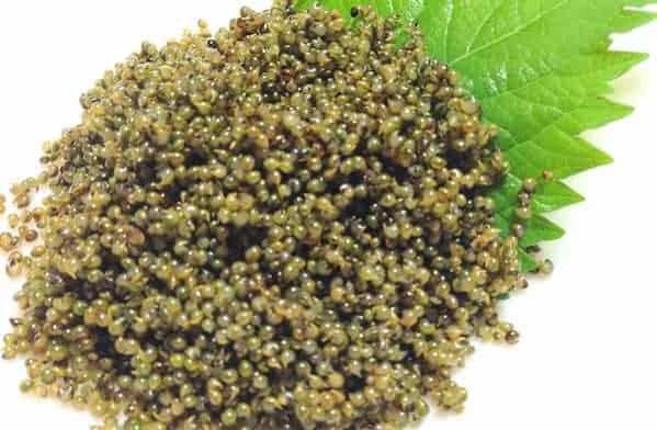 field caviar