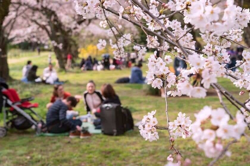 hanami sakura season