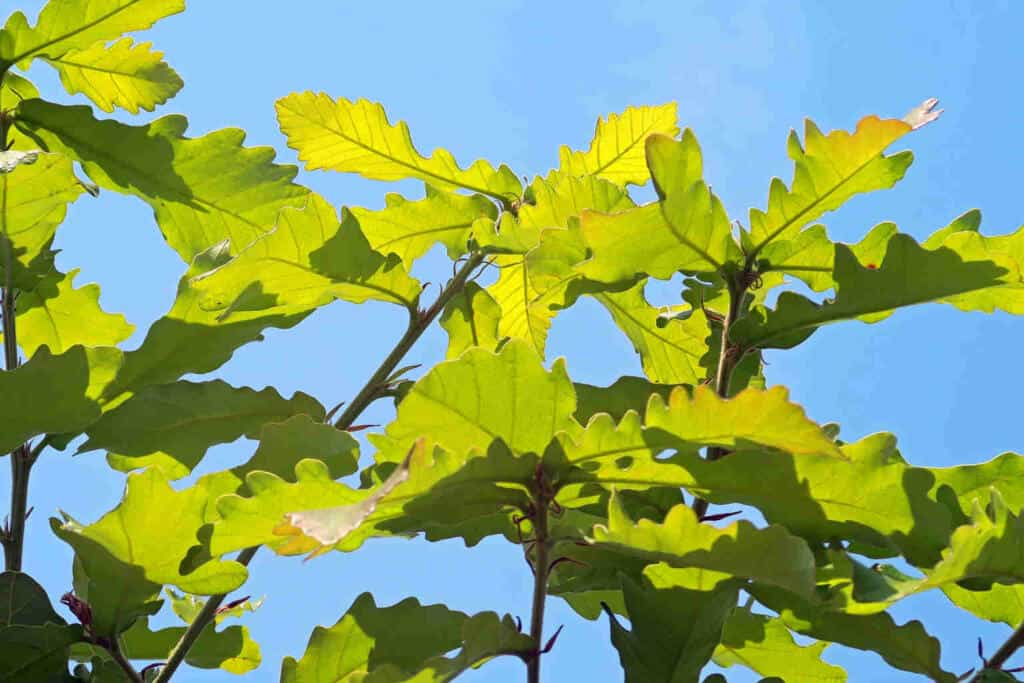 Kashiwa leaves (oak leaves)