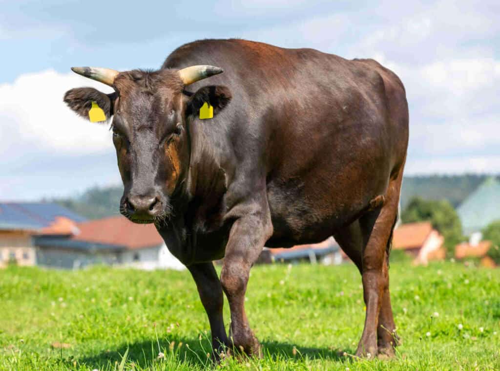 Origin of Wagyū tajima cattle