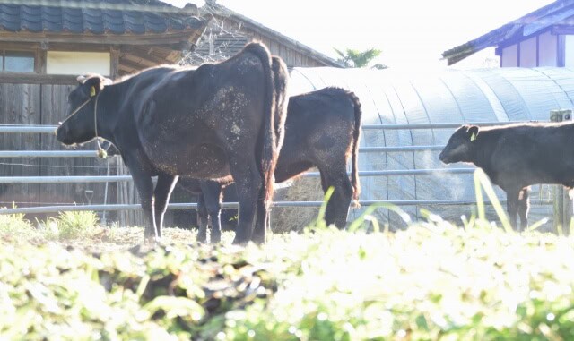 Hitachi beef (常陸牛)