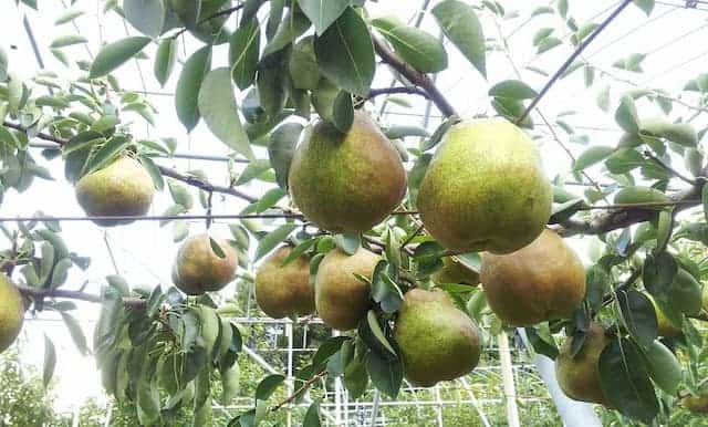 La France Pears from Sugiyama Garden