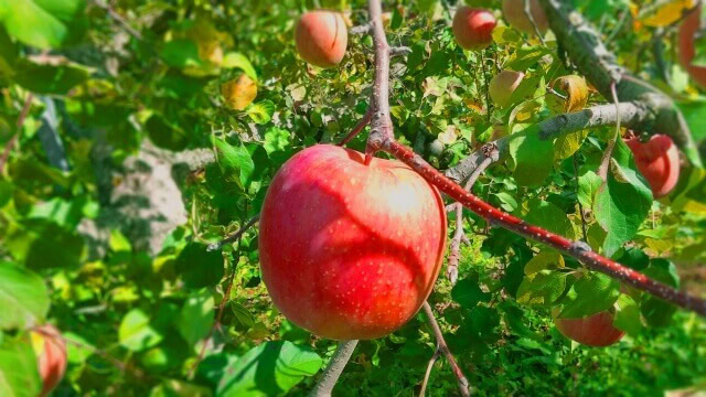 japanese apple on tree