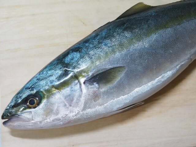 close up photo of young yellowtail