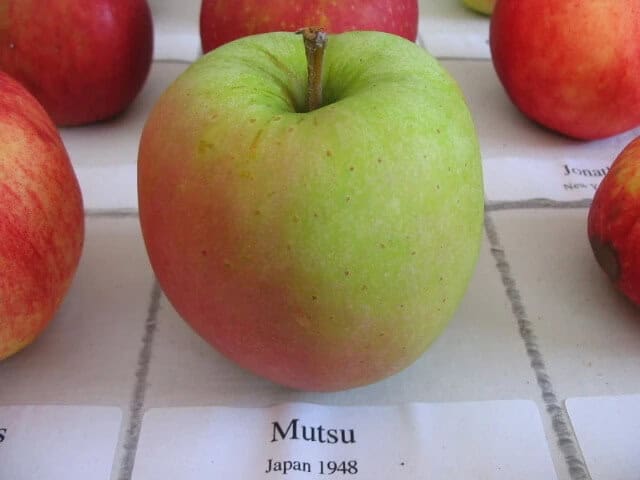 mutsu apple