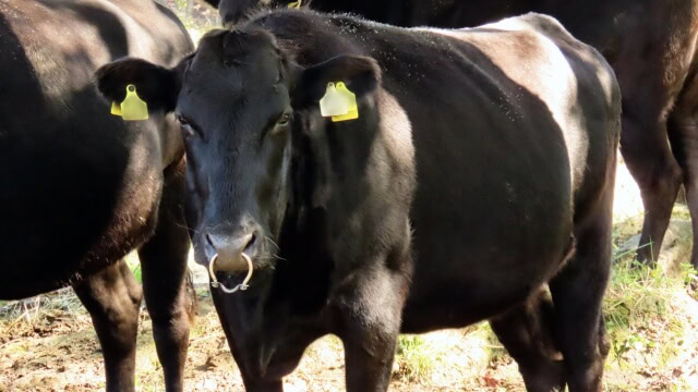 Japanese black cattle