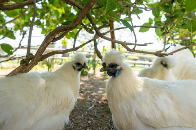 silkie chicken