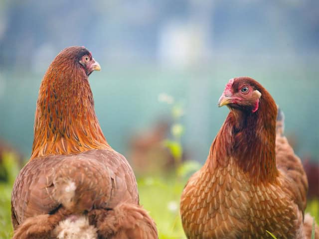 Hinai Jidori chicken