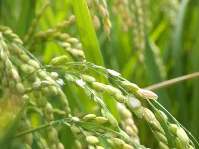 Rice paddy field