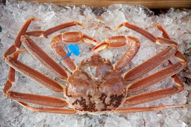 matsubacrab from Matsubagani Sengyoya