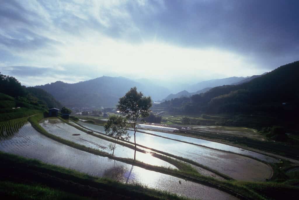 nara midsummer