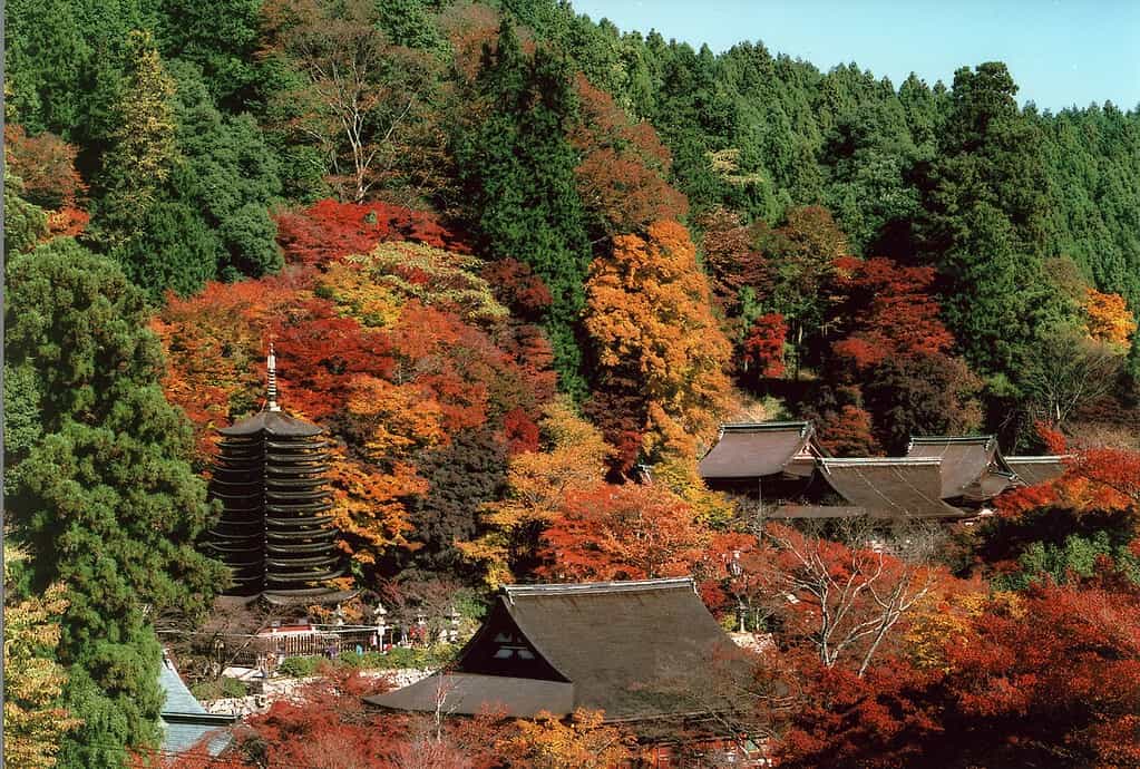 autumen of tanzan shrine