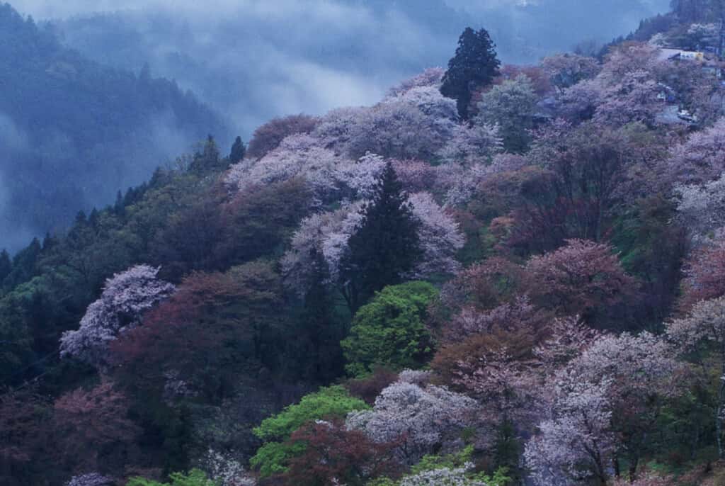 nara spring